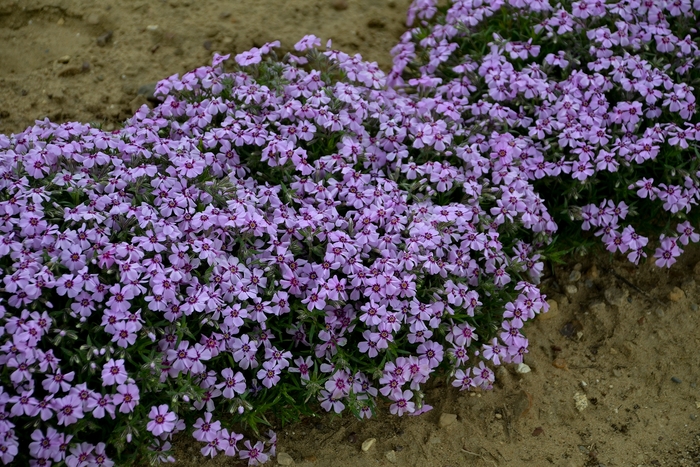 'Eye Candy' Creeping Phlox - Phlox subulata from 5 Acres NH