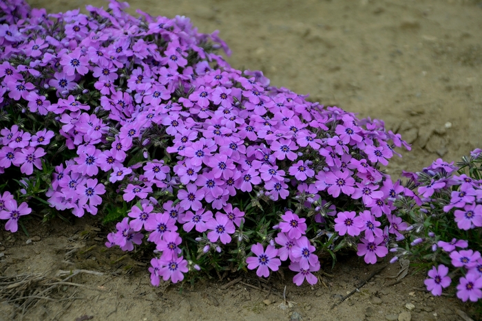 'Eye Shadow' Creeping Phlox - Phlox subulata from 5 Acres NH