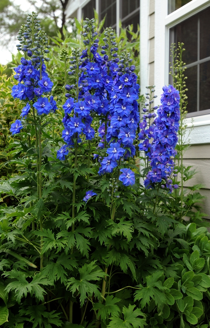 'Guardian Blue' - Delphinium elatum from 5 Acres NH
