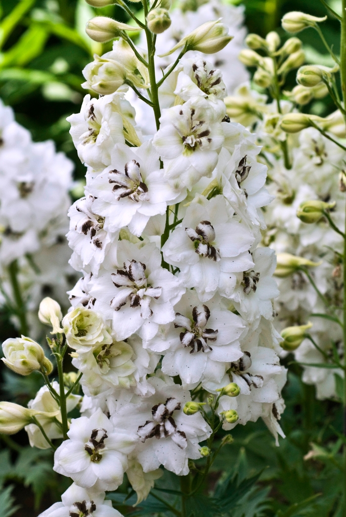 New Millennium&trade; 'Black Eyed Angels' - Delphinium elatum (Larkspur) from 5 Acres NH