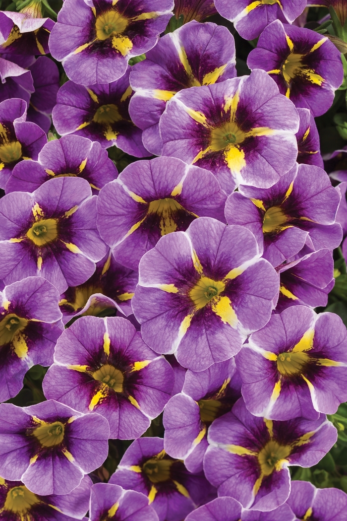 Superbells&reg; 'Evening Star&trade;' - Calibrachoa from 5 Acres NH