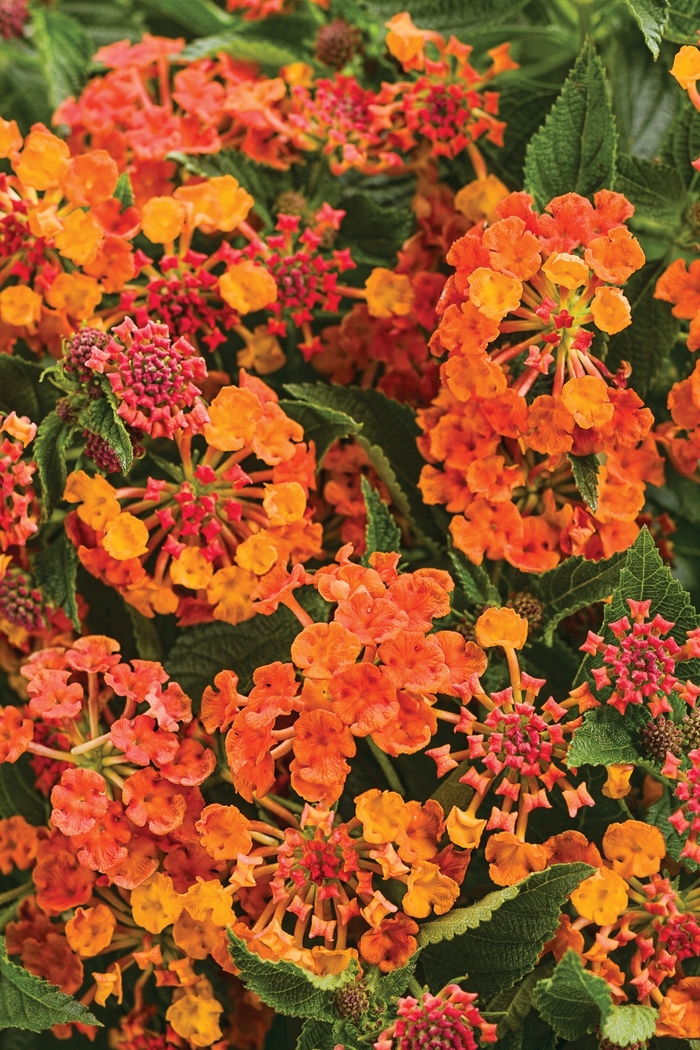 Luscious&reg; 'Marmalade' - Lantana camara from 5 Acres NH