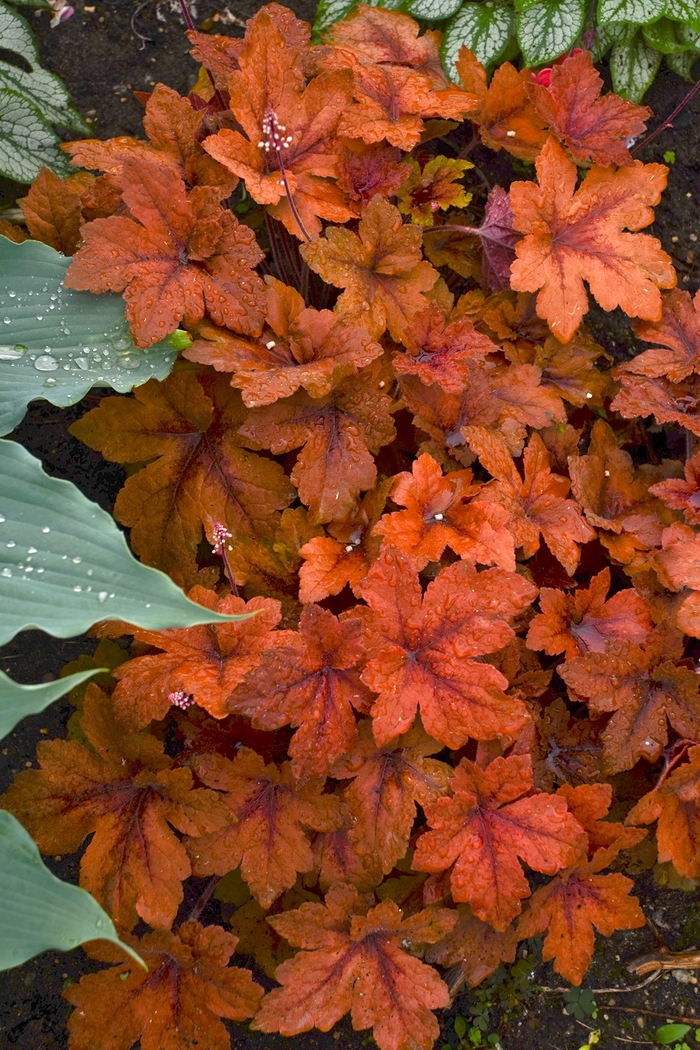 'Pumpkin Spice' Foamy Bells - Heucherella from 5 Acres NH