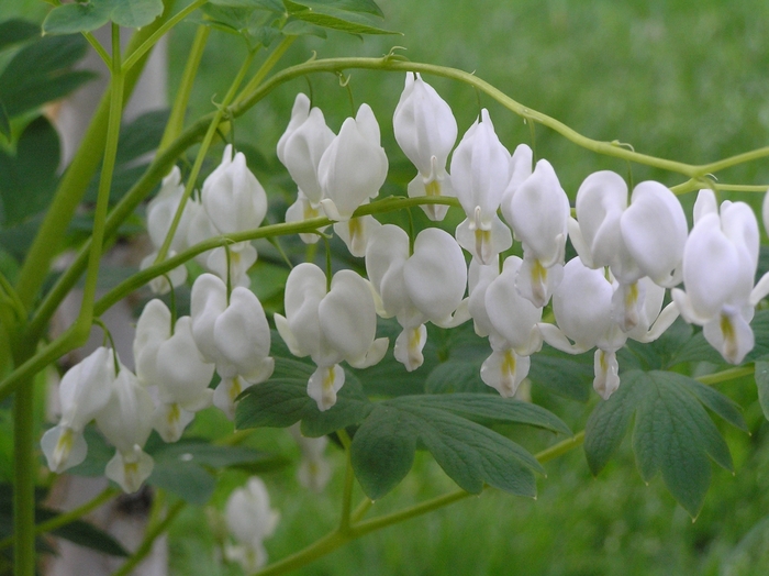 'Alba' Bleeding Heart - Dicentra spectabilis from 5 Acres NH