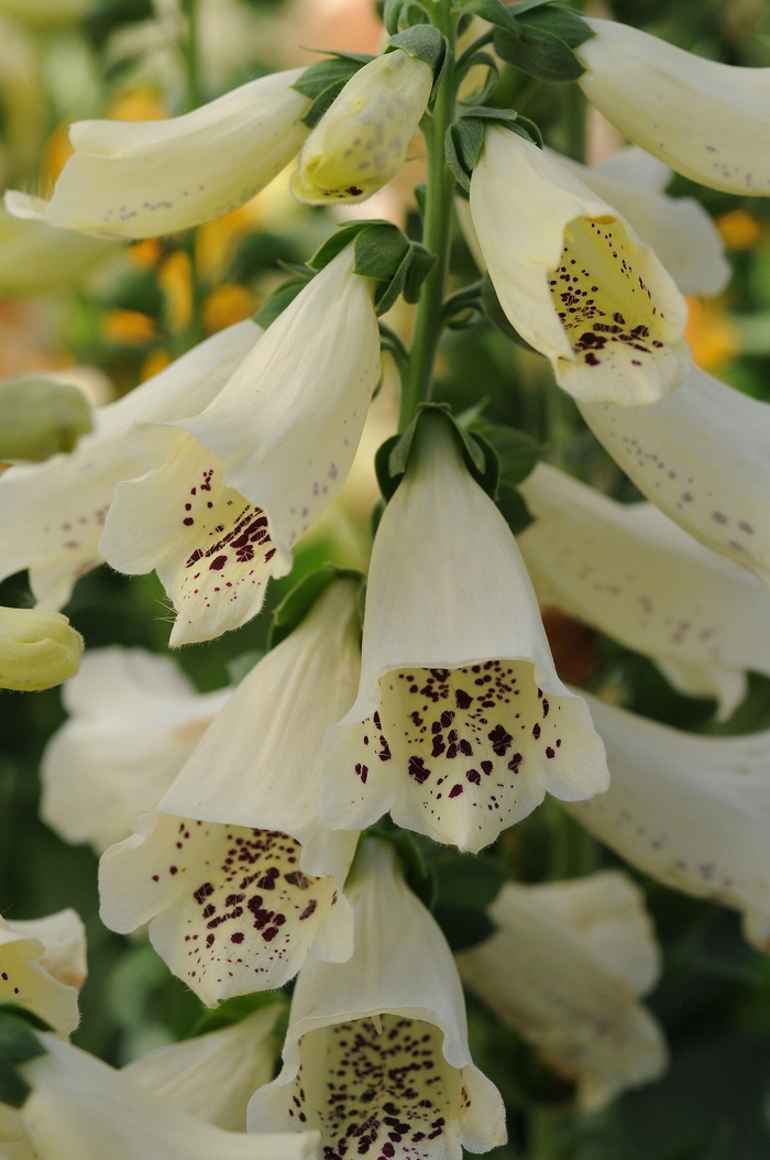 'Dalmatian Cream' - Digitalis purpurea (Foxglove) from 5 Acres NH