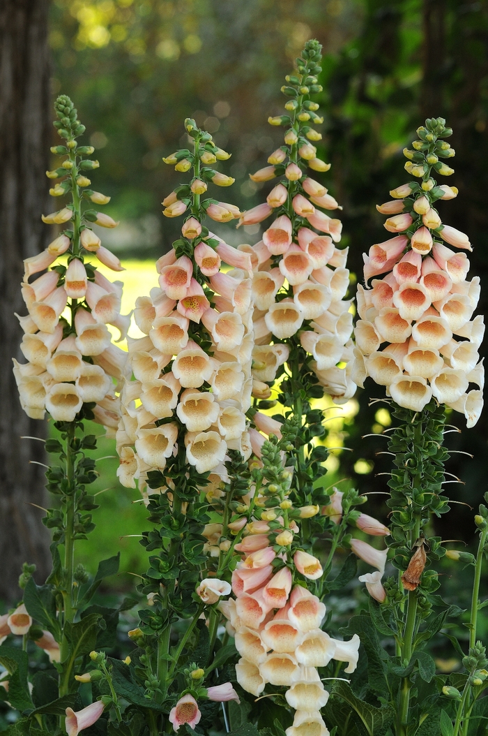 'Dalmatian Peach' Foxglove - Digitalis purpurea from 5 Acres NH