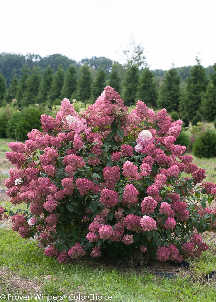 'Fire Light&reg;' Panicle Hydrangea - Hydrangea paniculata from 5 Acres NH