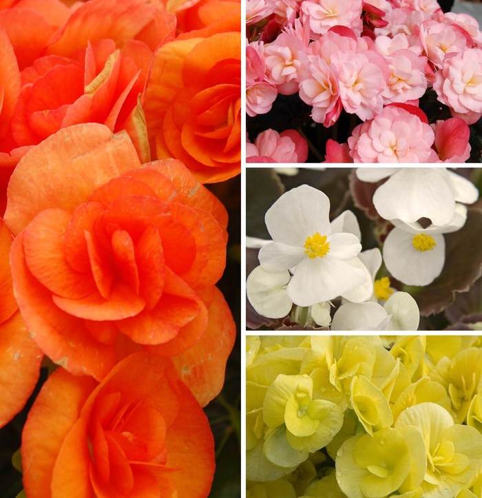 Assorted Begonia - Begonia from 5 Acres NH