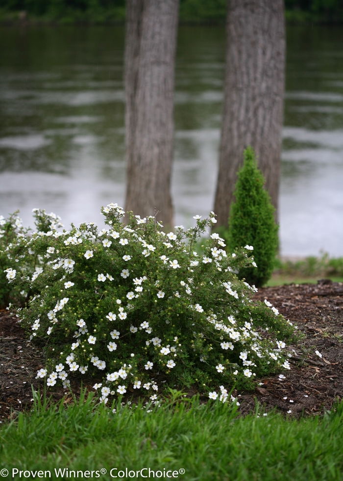 Happy Face&reg; 'White' - Potentilla fruticosa from 5 Acres NH
