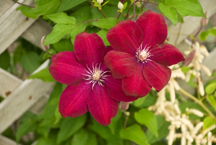 'Rouge Cardinal' - Clematis from 5 Acres NH