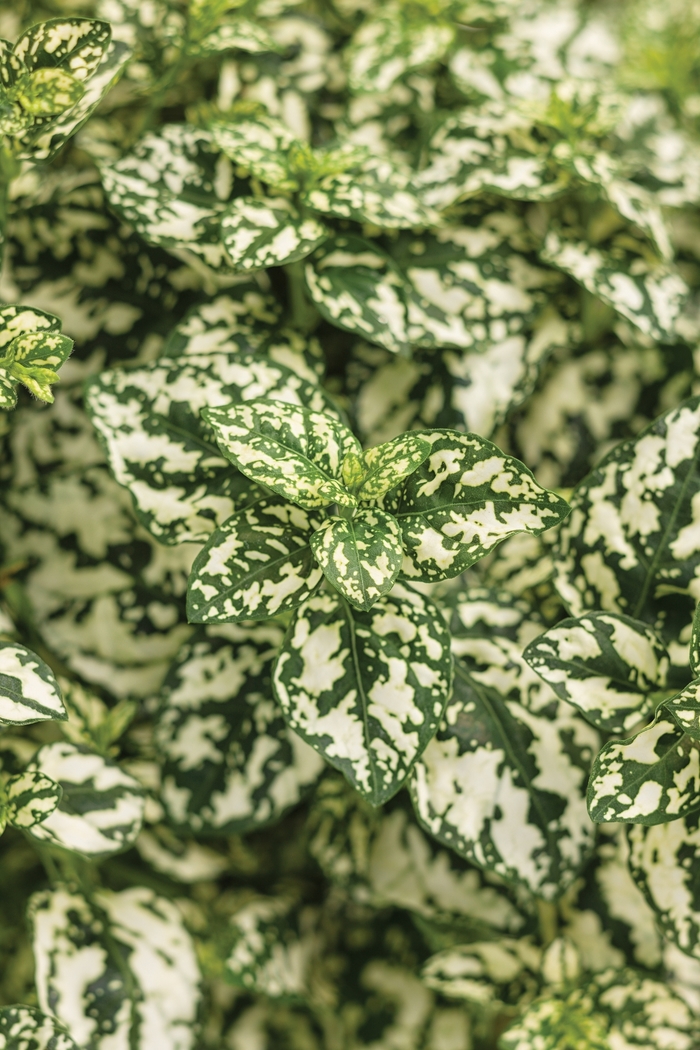 Hippo&reg; 'White' - Hypoestes phyllostachya (Polka Dot Plant) from 5 Acres NH