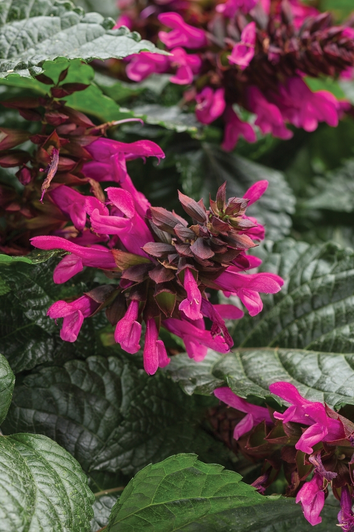 Rockin&reg; 'Fuchsia' - Salvia from 5 Acres NH