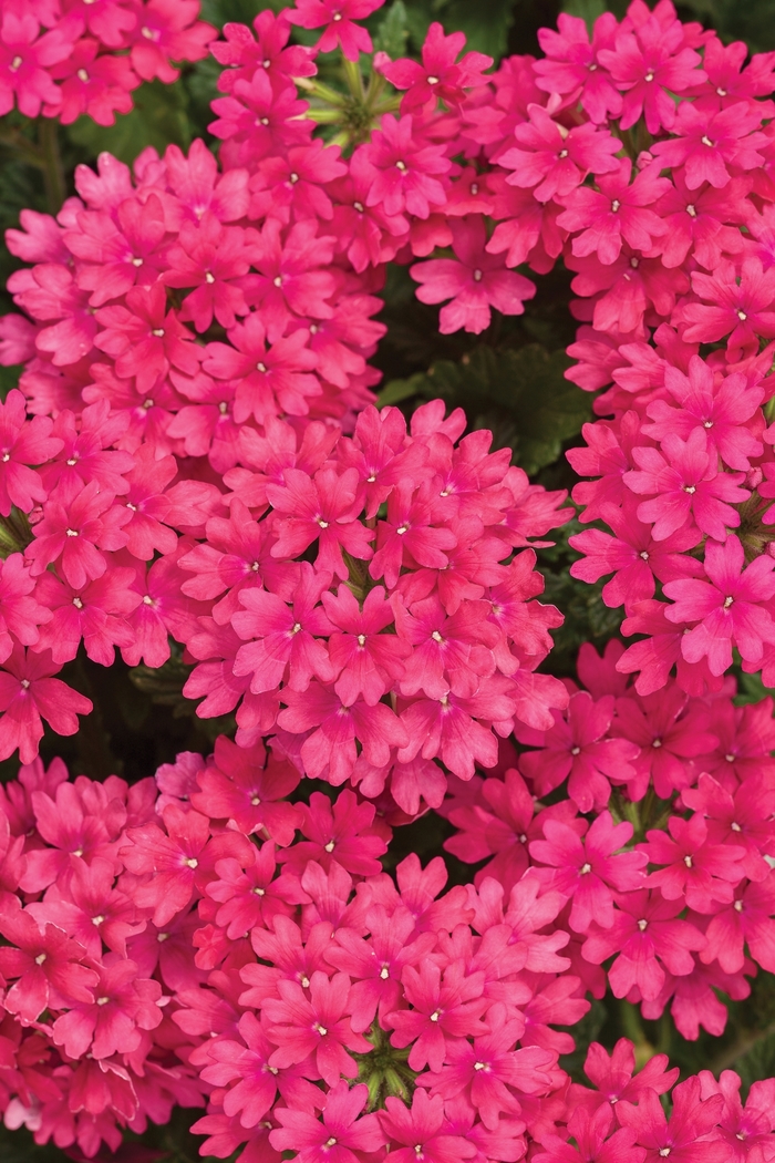 Superbena&reg; 'Raspberry' - Verbena from 5 Acres NH