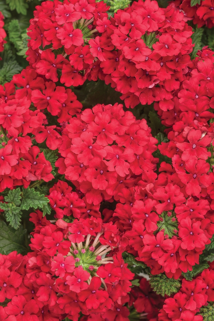 Superbena&reg; 'Red' - Verbena from 5 Acres NH