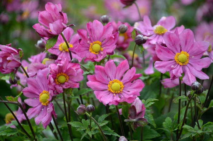 'Curtain Call Deep Rose' Japanese Anemone - Anemone from 5 Acres NH