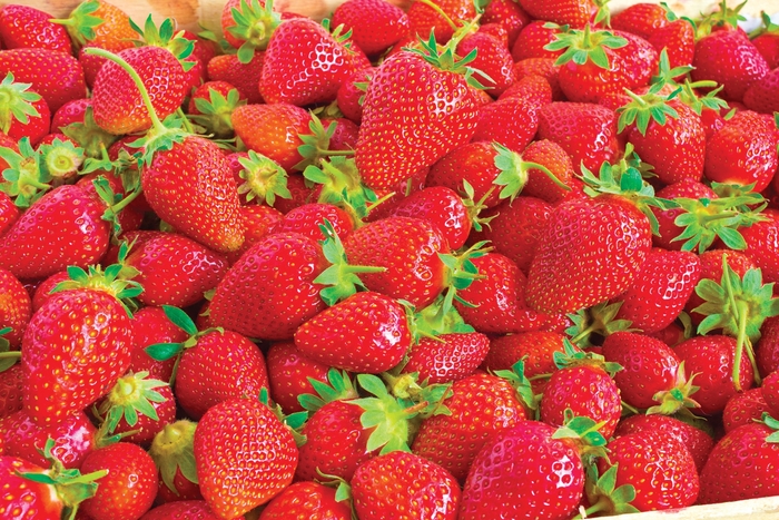 'Ozark Beauty' Strawberry - Fragaria from 5 Acres NH
