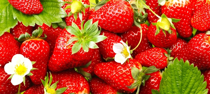 'Quinault' Strawberry - Fragaria x ananassa from 5 Acres NH