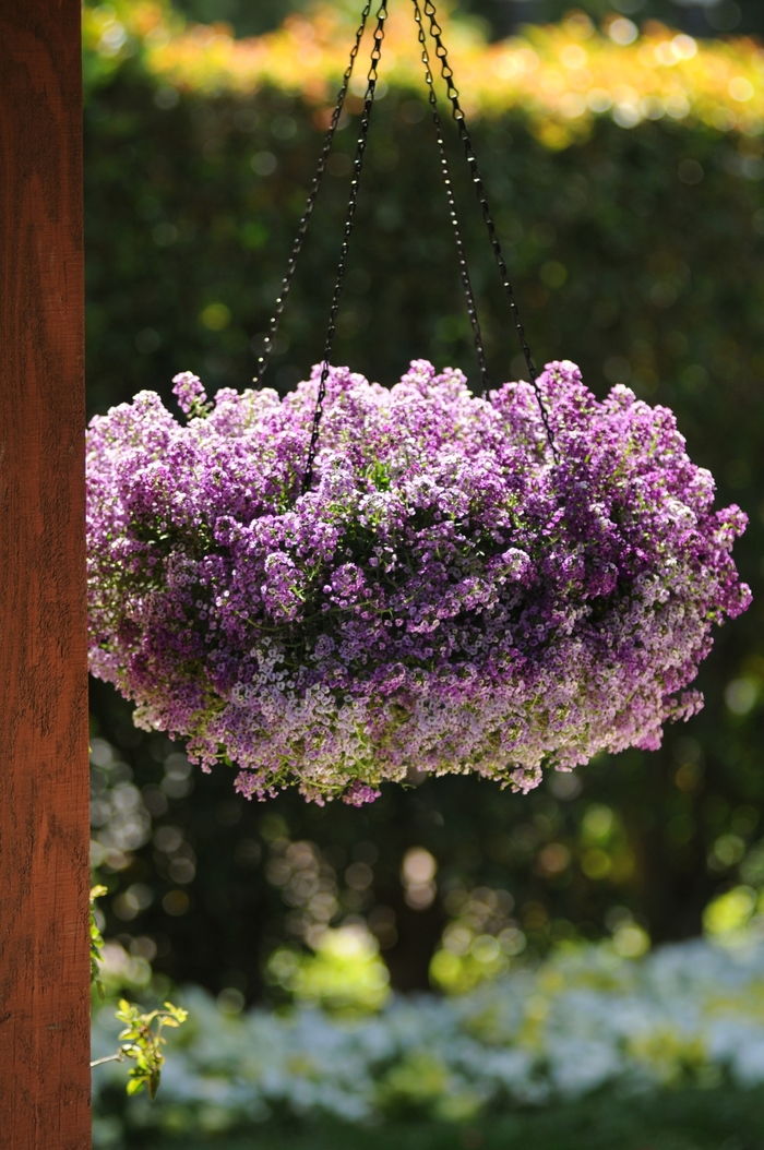 Clear Crystal&reg; Lavender Shades - Lobularia maritima (Alyssum) from 5 Acres NH