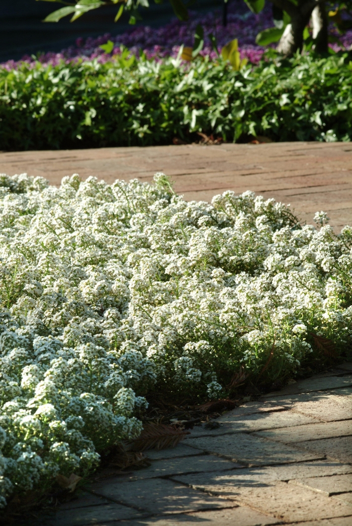 Clear Crystal&reg; White - Lobularia maritima (Alyssum, Sweet Alyssum) from 5 Acres NH