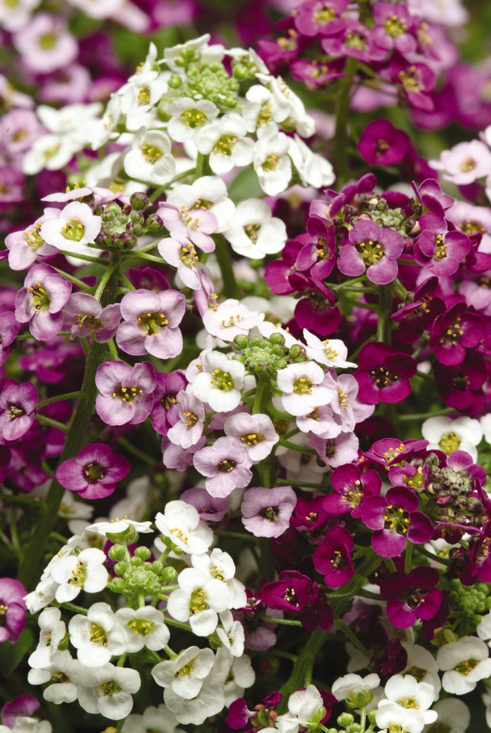 Clear Crystal&reg; Mix - Lobularia maritima (Alyssum) from 5 Acres NH