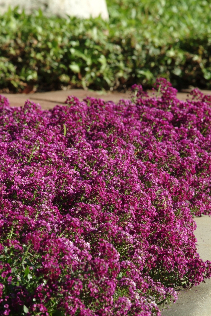 Clear Crystal&reg; Purple Shades - Lobularia maritima (Alyssum, Sweet Alyssum) from 5 Acres NH