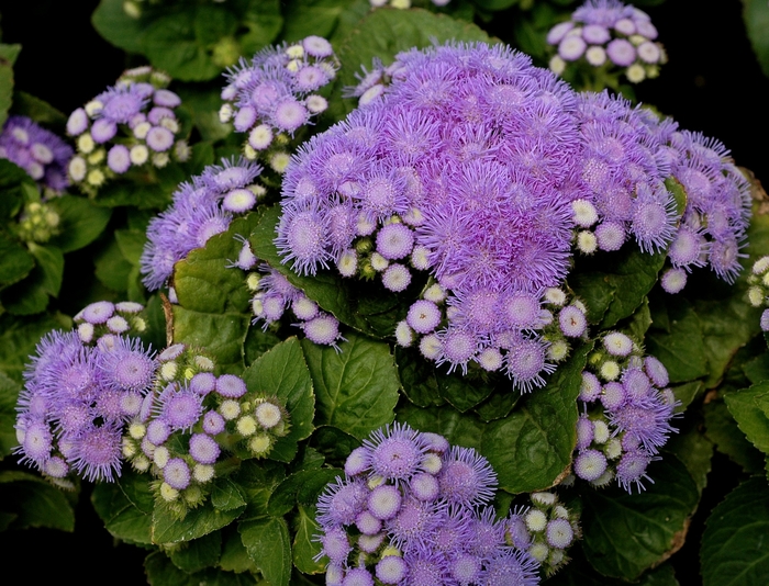 'Aloha Blue' Floss Flower - Ageratum houstonianum from 5 Acres NH