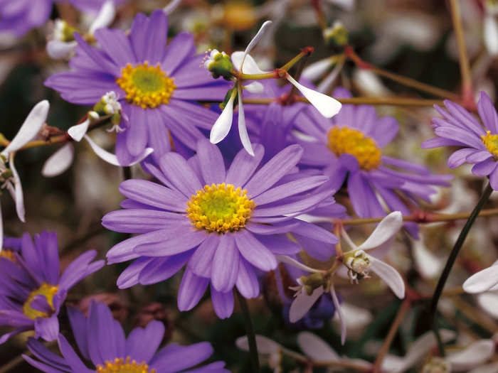 'Blue Zephyr&trade;' Brachysome - Brachyscome from 5 Acres NH