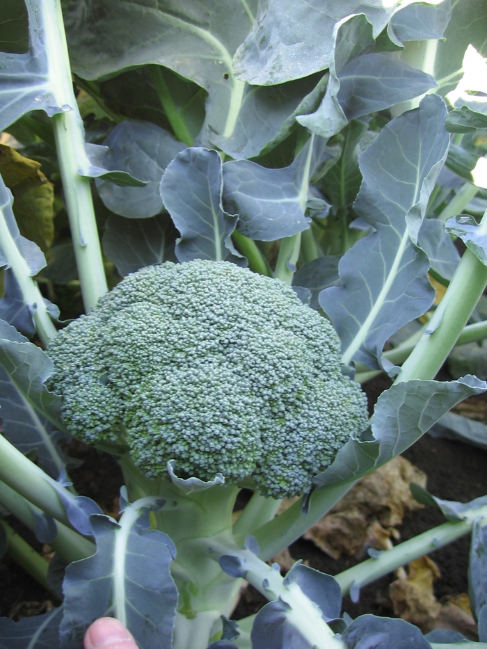 'Lieutenant' Broccoli - Brassica oleracea var. italica from 5 Acres NH