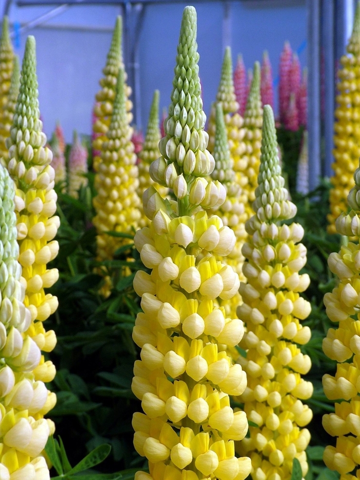Westcountry&trade; 'Desert Sun' - Lupinus polyphyllus (Lupine) from 5 Acres NH