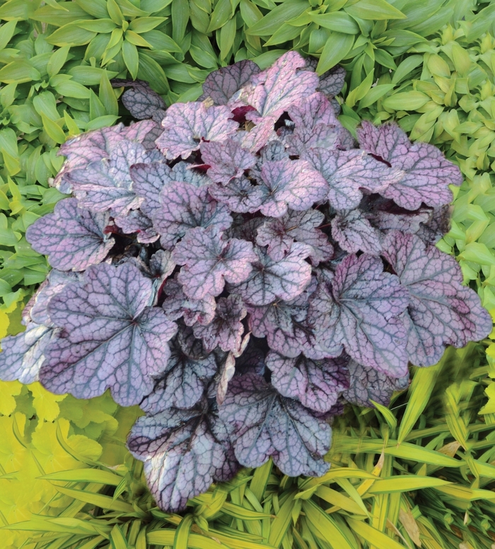 'Grape Expectations' Coral Bells - Heuchera from 5 Acres NH