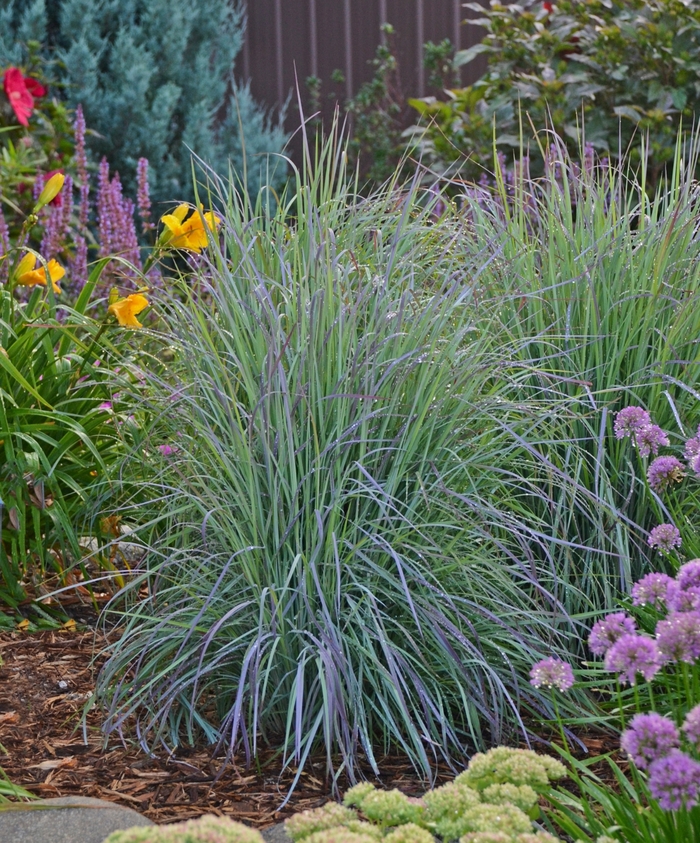 'Twilight Zone' Little Bluestem - Schizachyrium scoparium from 5 Acres NH