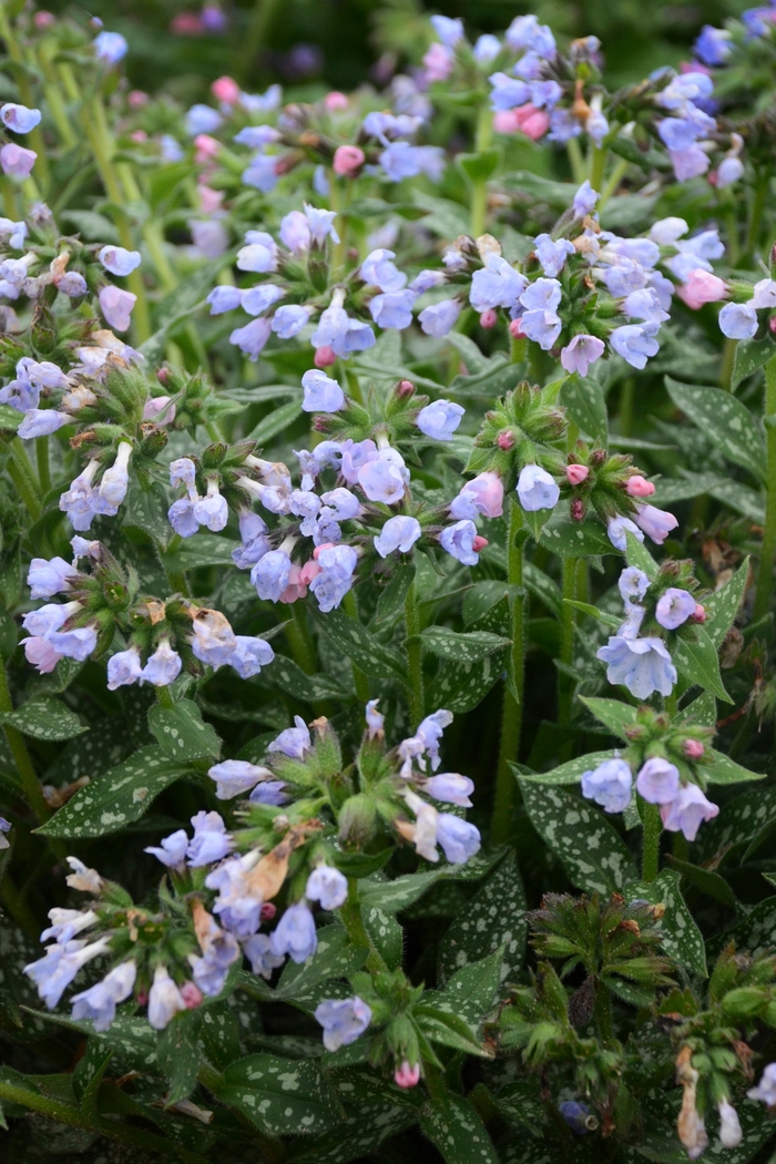 'Twinkle Toes' Lungwort - Pulmonaria from 5 Acres NH