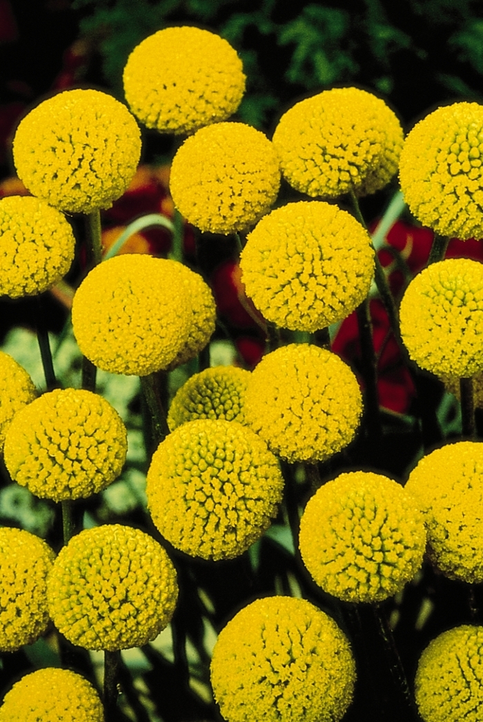 Drumstick Flowers - Craspedia globosa from 5 Acres NH