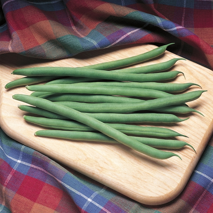 'Kentucky Blue' Pole Bean - Phaseolus vulgaris from 5 Acres NH