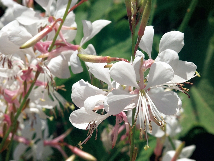Stratosphere&trade; 'White' - Gaura lindheimeri (Butterfly Flower) from 5 Acres NH