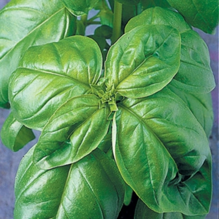 'Genovese' Basil - Ocimum basilicum from 5 Acres NH