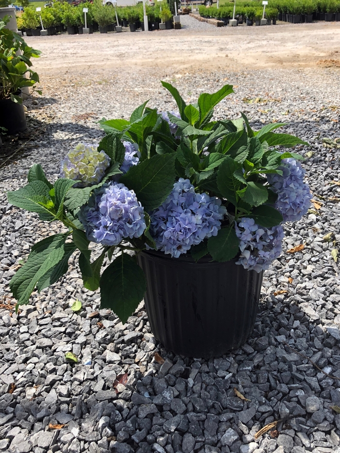 'Nikko Blue' Bigleaf Hydrangea - Hydrangea macrophylla from 5 Acres NH