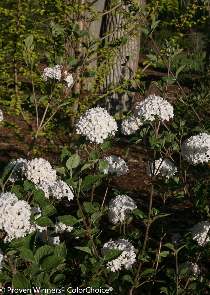 'Spice Baby&trade;' Koreanspice Viburnum - Viburnum carlesii from 5 Acres NH