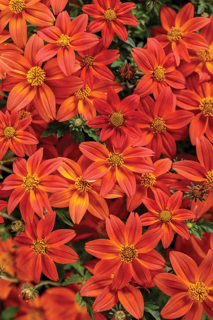 Campfire&reg; 'Flame' - Bidens from 5 Acres NH