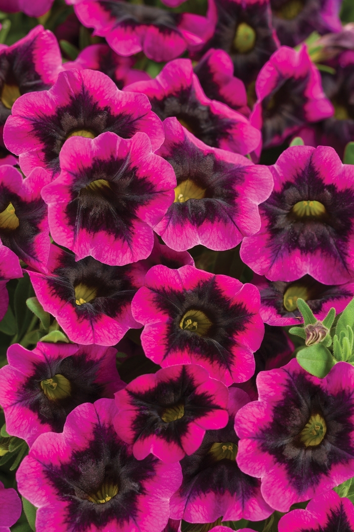 Superbells&reg; 'Blackcurrant Punch&trade;' - Calibrachoa from 5 Acres NH