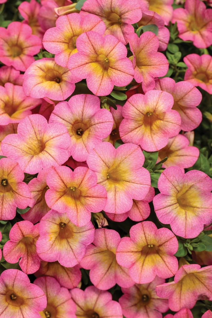 Superbells&reg; 'Honeyberry&trade;' - Calibrachoa from 5 Acres NH