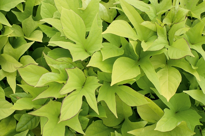 'Sweet Caroline Light Green' Sweet Potato Vine - Ipomoea batatas from 5 Acres NH