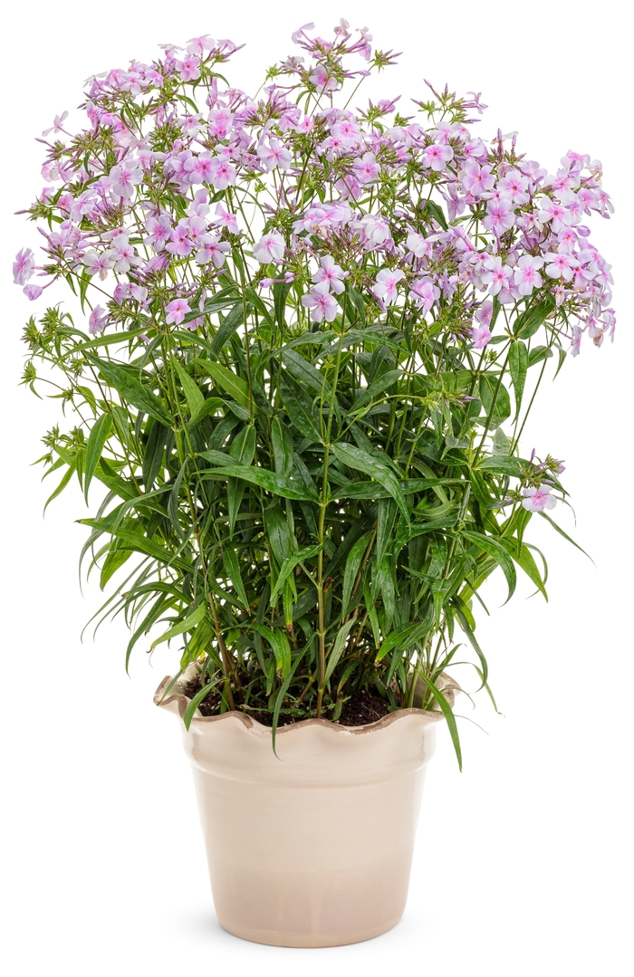 'Opening Act Pink-a-Dot' - Phlox from 5 Acres NH