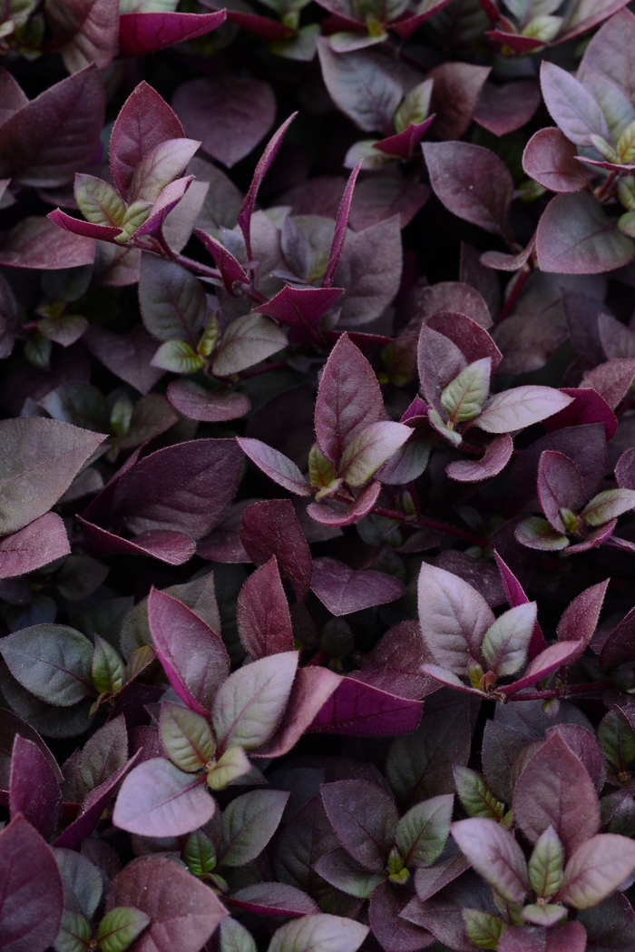 'Purple Prince' - Alternanthera brasiliana from 5 Acres NH