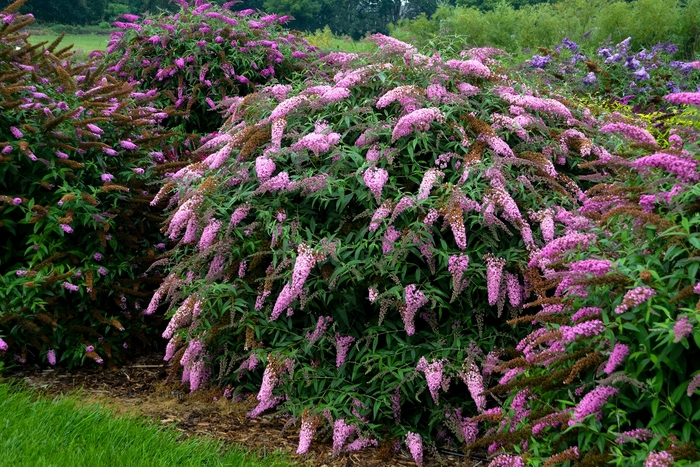 'Pink Cascade' Butterfly Bush - Buddleia davidii from 5 Acres NH