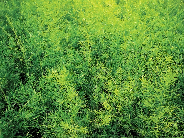 Proven Accents&reg; 'Sprengeri' - Asparagus densiflorus (Asparagus Fern) from 5 Acres NH