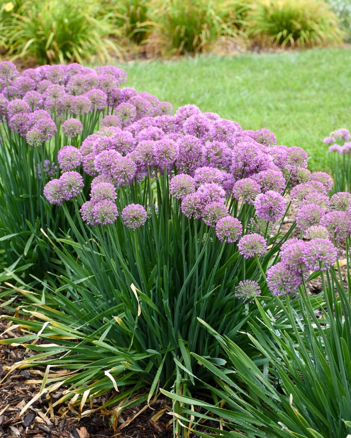 'Serendipity' Ornamental Onion - Allium from 5 Acres NH