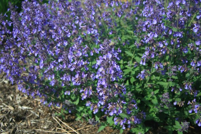 'Junior Walker&trade;' Catmint - Nepeta x faassenii from 5 Acres NH