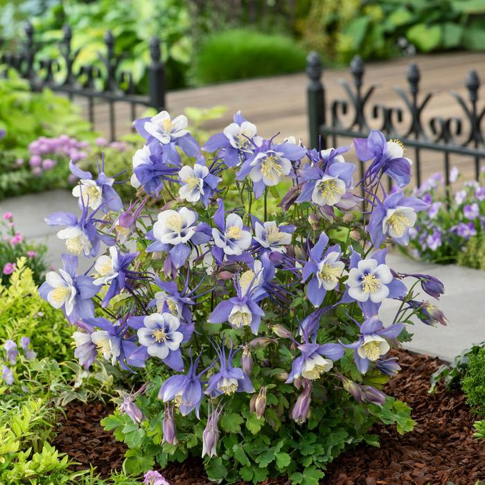Earlybird&trade; Blue White - Aquilegia caerulea (Columbine) from 5 Acres NH
