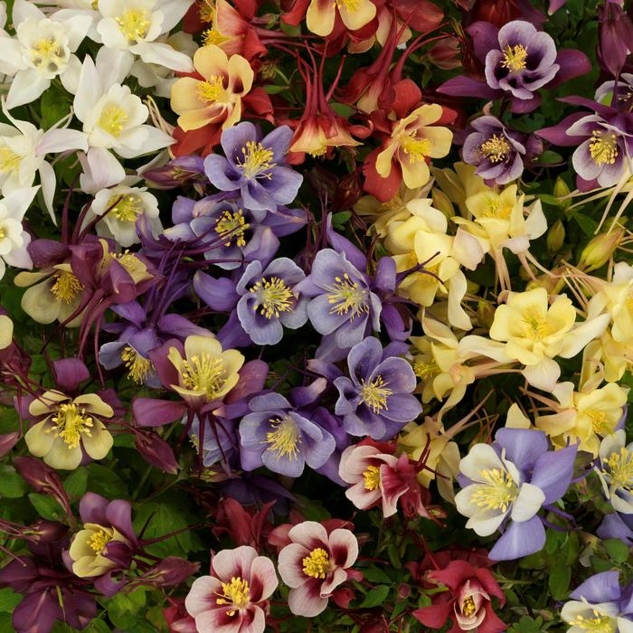 Earlybird&trade; Mix - Aquilegia caerulea (Columbine) from 5 Acres NH
